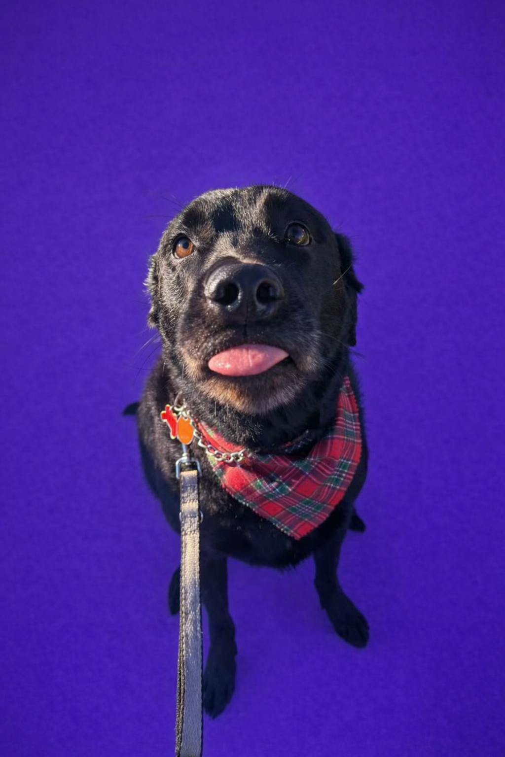 Happy groomed dog in PetLIFE Mobile spa